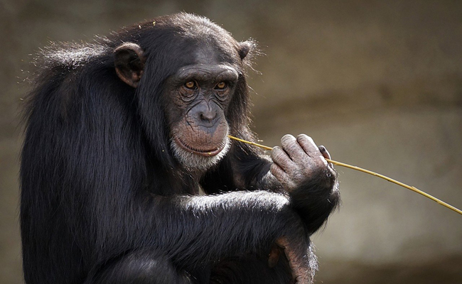 Le gouvernement ivoirien interdit la détention d’animaux sauvages vivants